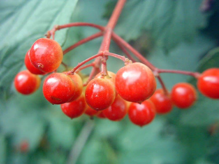 Image of Viburnum opulus specimen.