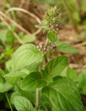 Mentha &times; verticillata