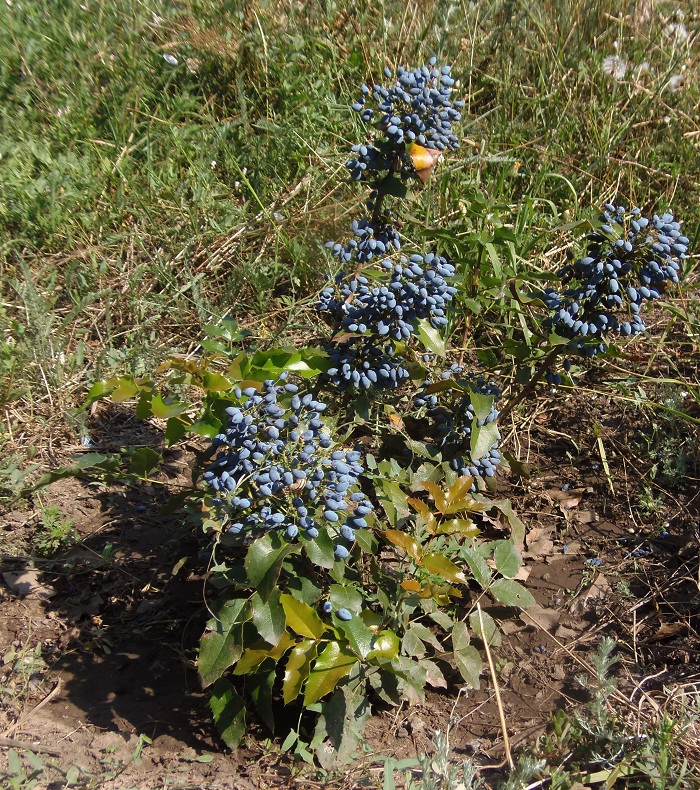 Image of Mahonia aquifolium specimen.