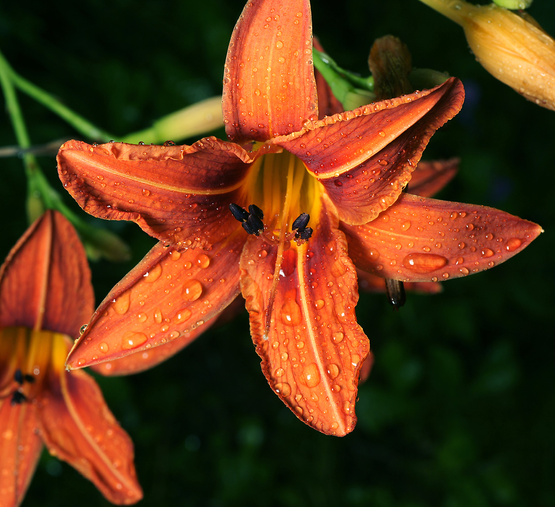 Изображение особи Hemerocallis &times; hybrida.