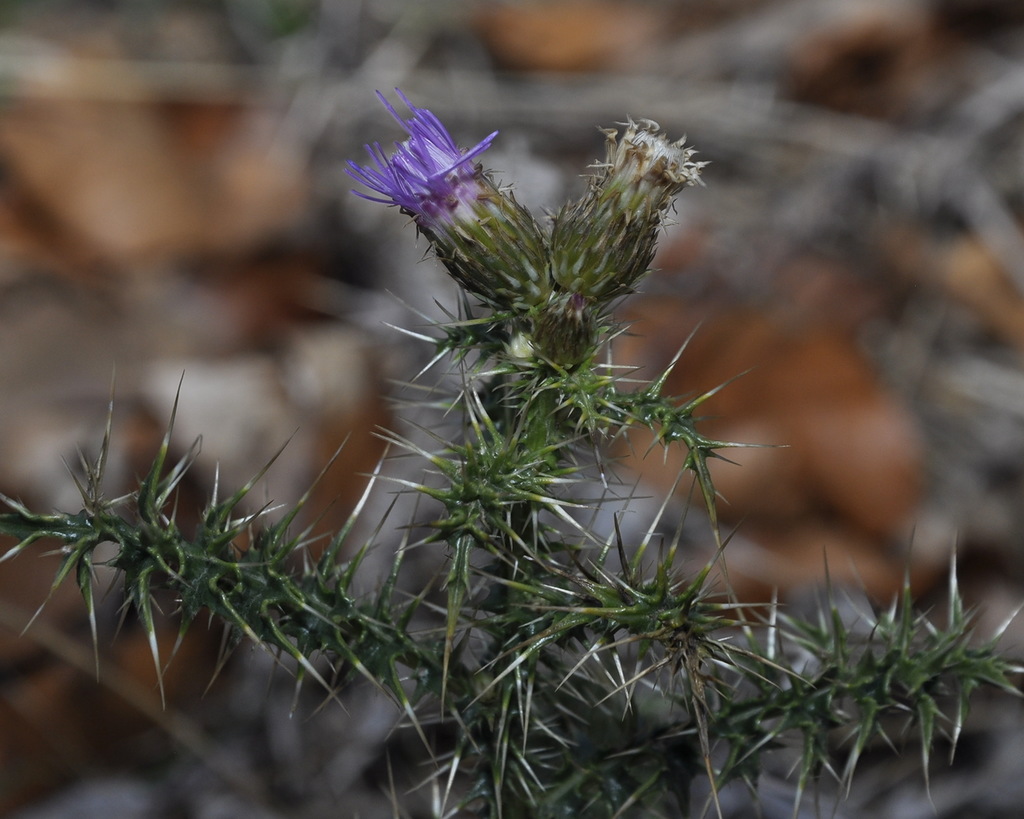 Image of Cardopatium corymbosum specimen.