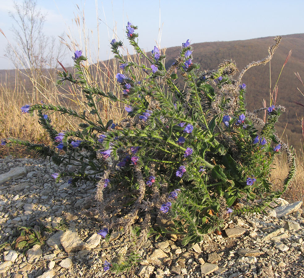 Image of Echium vulgare specimen.