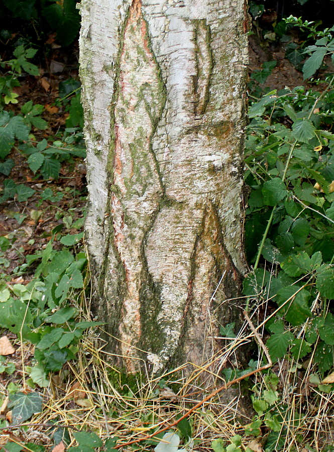 Изображение особи Betula utilis var. jacquemontii.