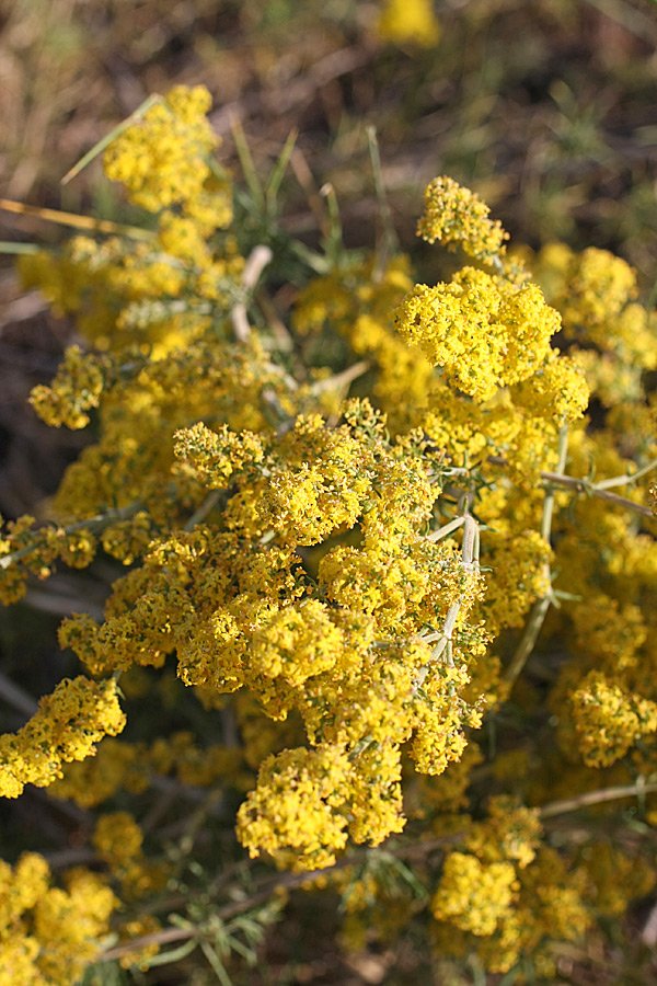 Image of Galium verum specimen.