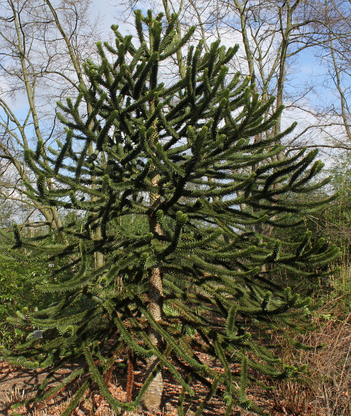 Image of Araucaria araucana specimen.