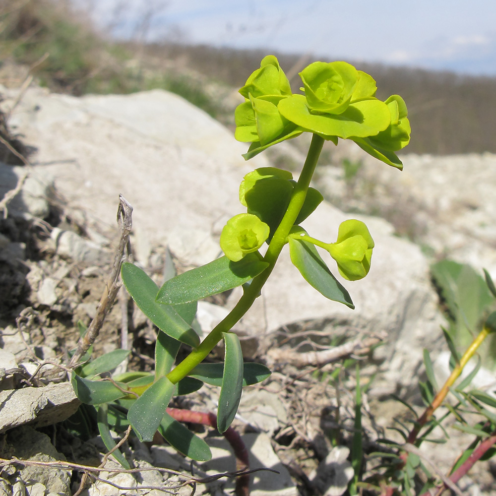 Image of Euphorbia petrophila specimen.