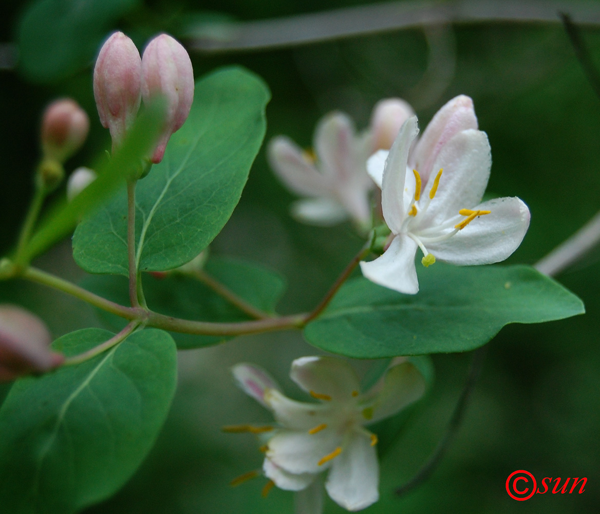 Image of Lonicera tatarica specimen.