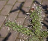 genus Cylindropuntia. Ветки. Германия, г. Дюссельдорф, Ботанический сад университета. 04.05.2014.