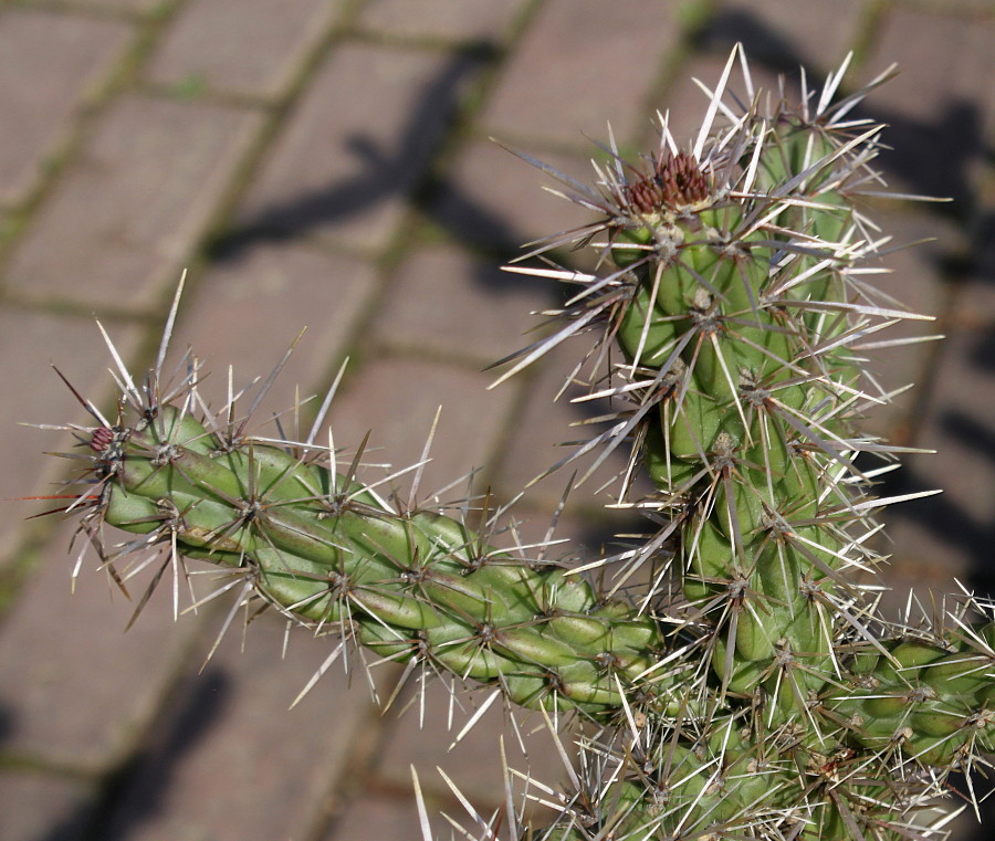 Изображение особи род Cylindropuntia.