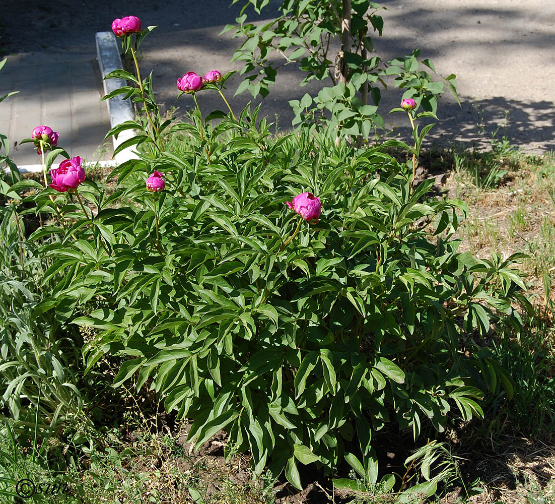 Image of Paeonia lactiflora specimen.