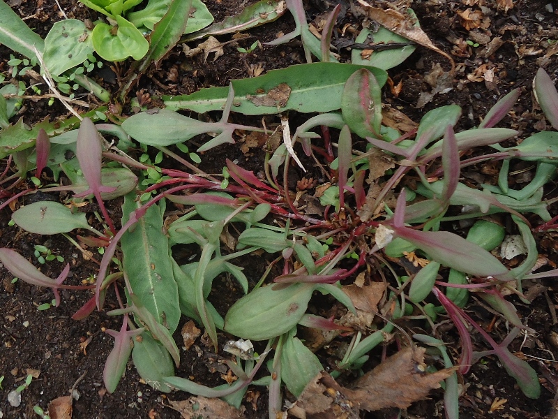 Image of Rumex acetosella specimen.