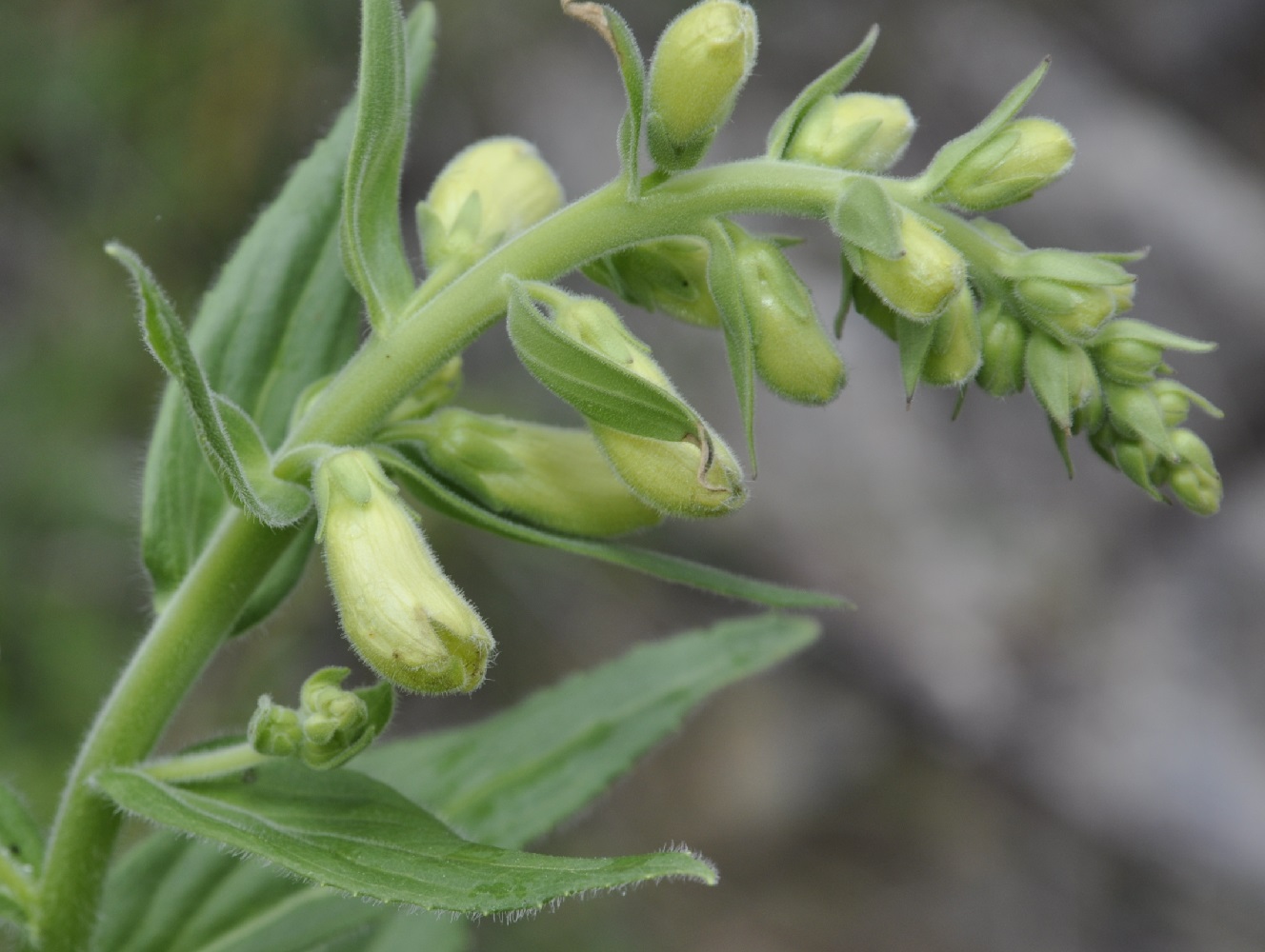 Image of Digitalis grandiflora specimen.