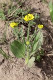 Ranunculus paucidentatus. Цветущее растение. Узбекистан, Ташкентская обл., зап. отроги Чаткальского хр., верховье Бельдерсая в окр. метеостанции. 14.06.2014.