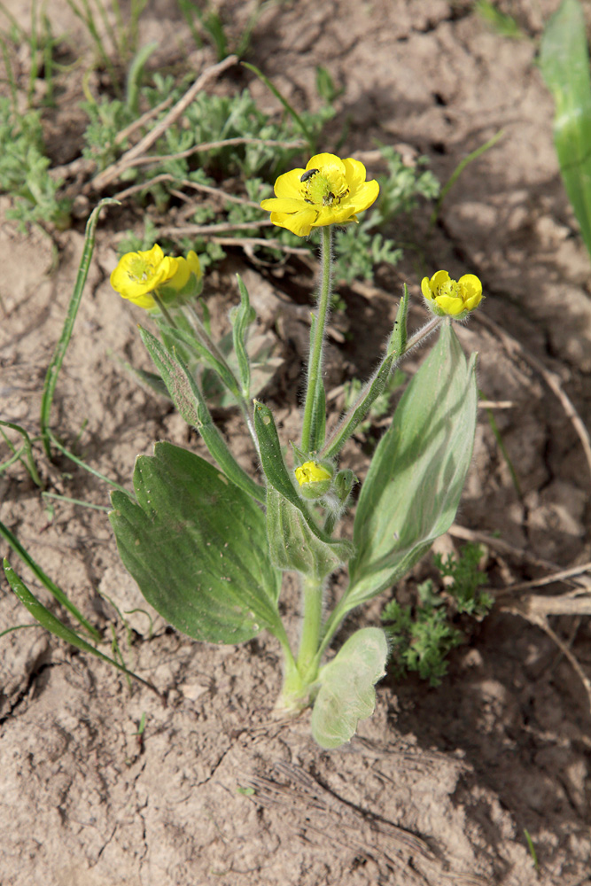 Изображение особи Ranunculus paucidentatus.