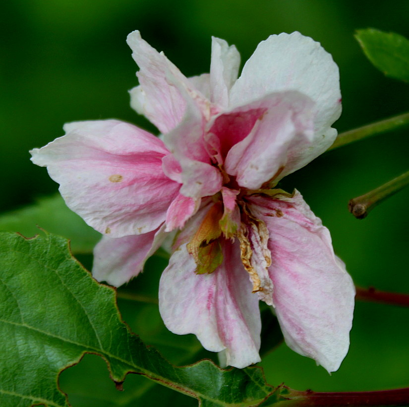 Изображение особи Prunus serrulata.