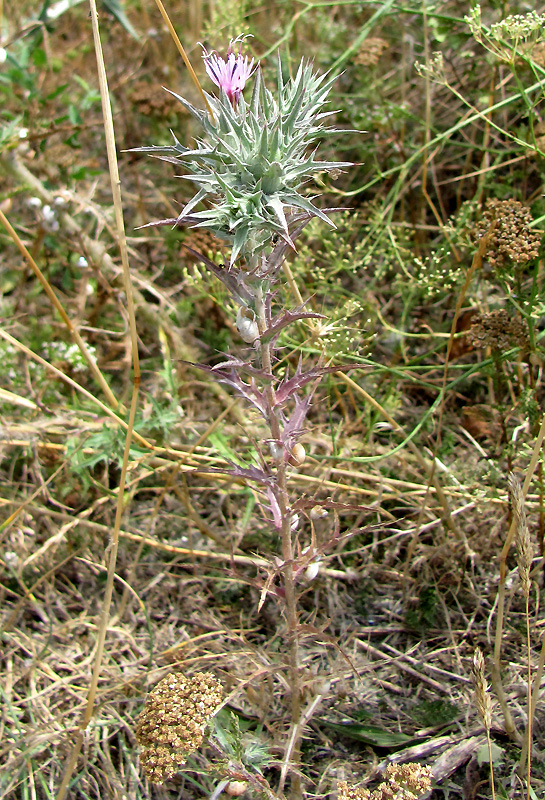 Image of Carthamus glaucus specimen.