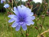 Cichorium intybus