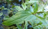 Veronica anagallis-aquatica