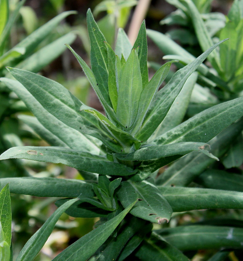 Изображение особи Antirrhinum majus.