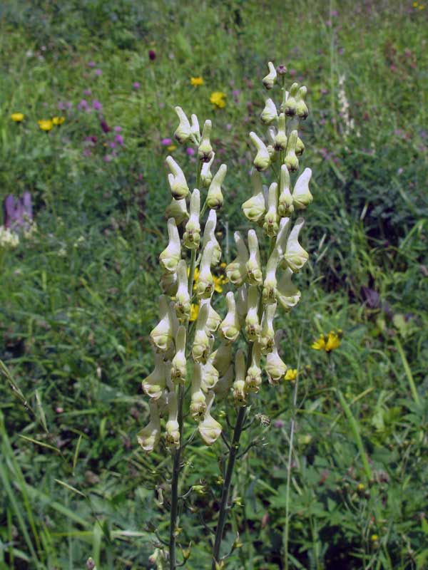 Image of Aconitum barbatum specimen.