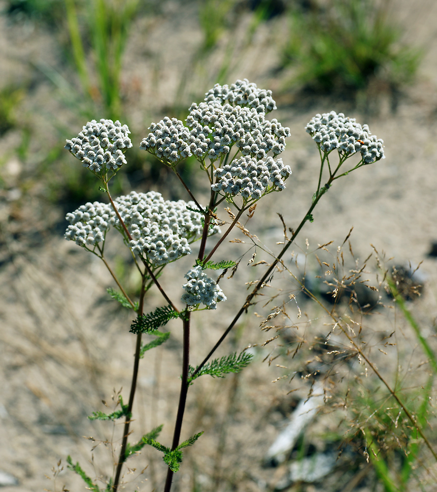 Image of Achillea millefolium specimen.