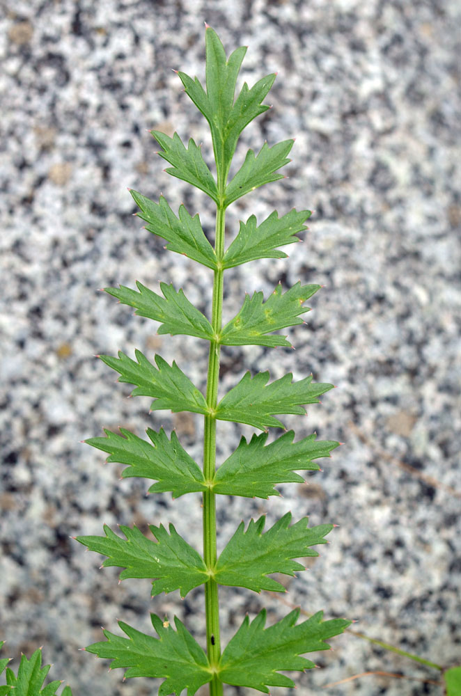 Image of Seseli mucronatum specimen.