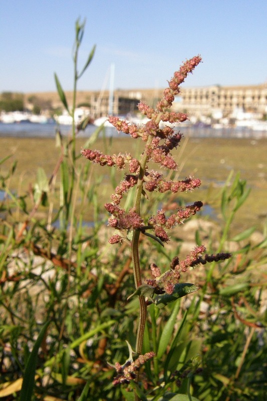 Image of Atriplex prostrata specimen.