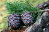 Pinus sibirica