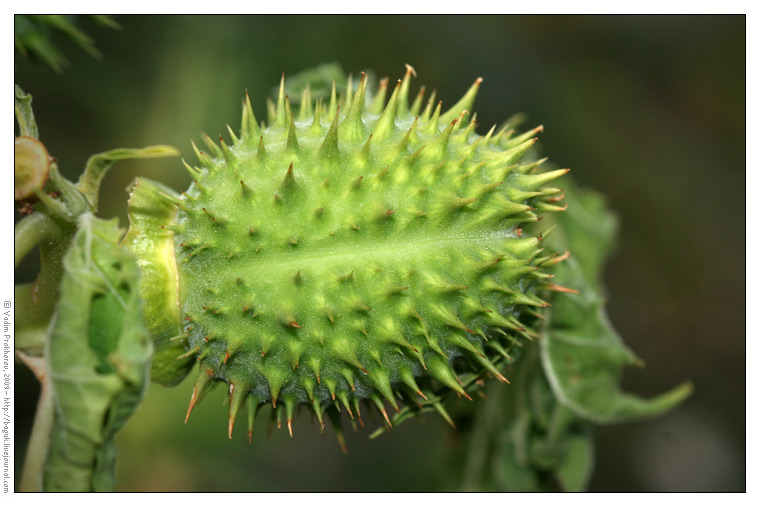 Изображение особи Datura stramonium.