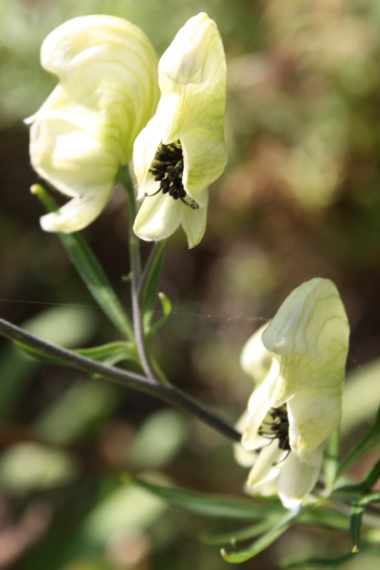 Image of Aconitum anthoroideum specimen.