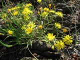 Crepis tectorum. Цветущее растение. Архангельская обл., Онежский р-н, Белое море, остров Кий. 13.06.2014.