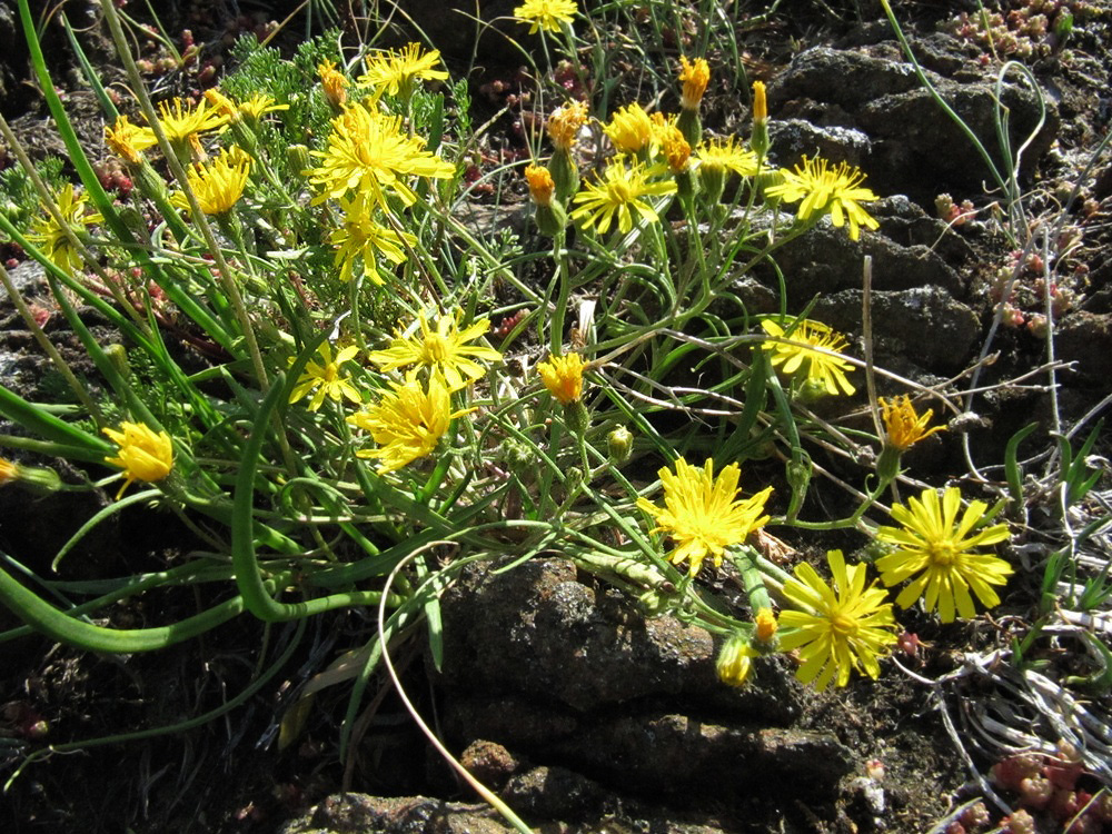 Image of Crepis tectorum specimen.