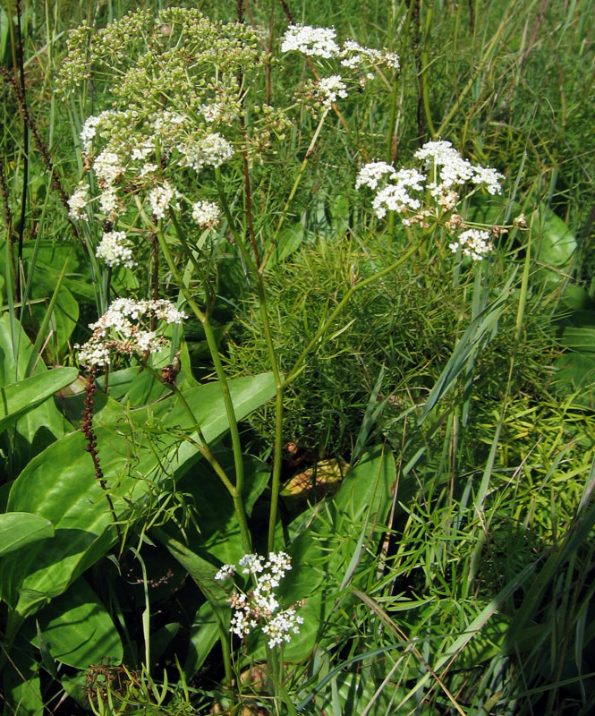 Изображение особи Cenolophium fischeri.