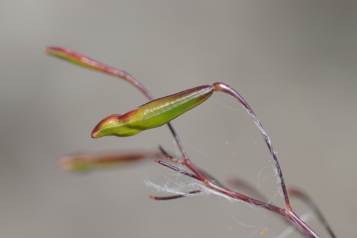 Image of Impatiens glandulifera specimen.