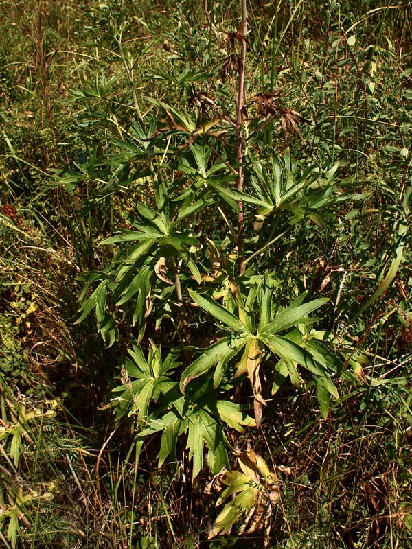 Image of Delphinium dictyocarpum specimen.