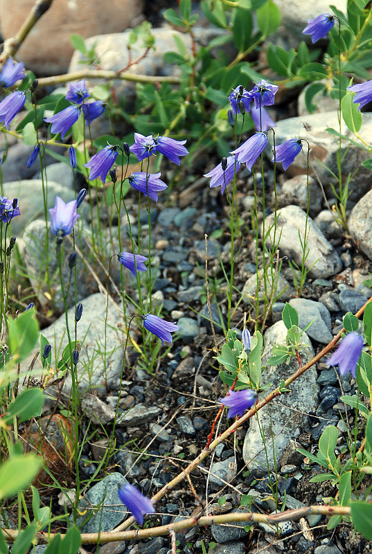 Image of Campanula rotundifolia specimen.