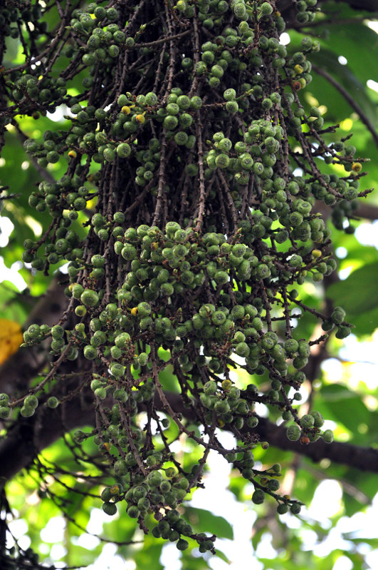 Изображение особи Ficus hispida.