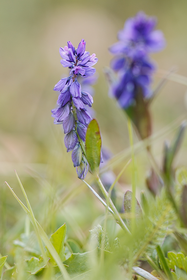 Image of Polygala alpicola specimen.