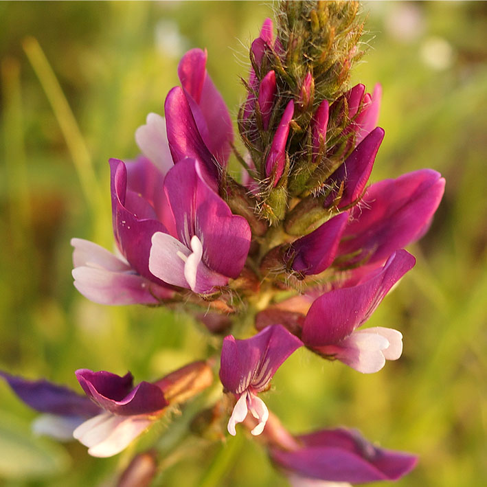 Изображение особи Oxytropis ferganensis.