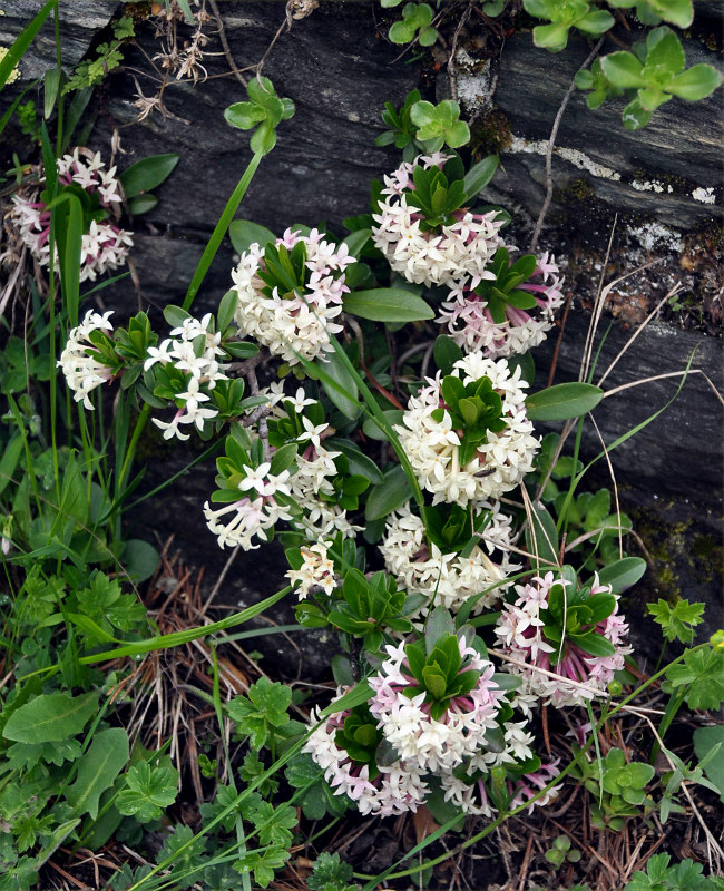 Image of Daphne glomerata specimen.