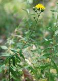 genus Hieracium. Верхушка цветущего растения. Адыгея, долина р. Фарс. 15.08.2008.
