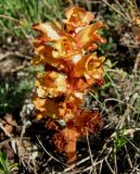 Orobanche subspecies xanthostigma