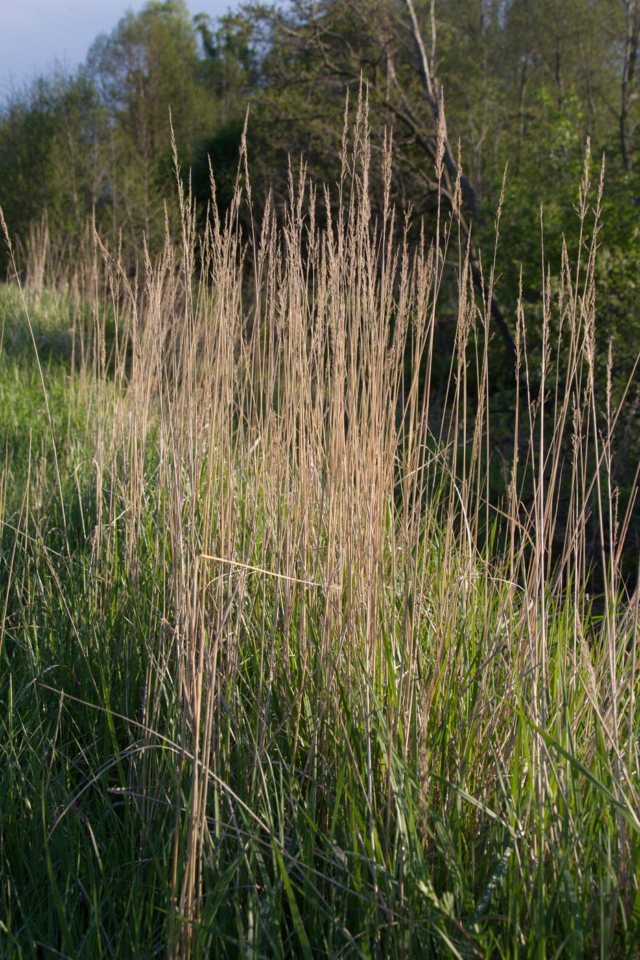 Изображение особи Calamagrostis epigeios.