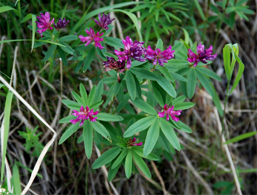 Image of Trifolium lupinaster specimen.