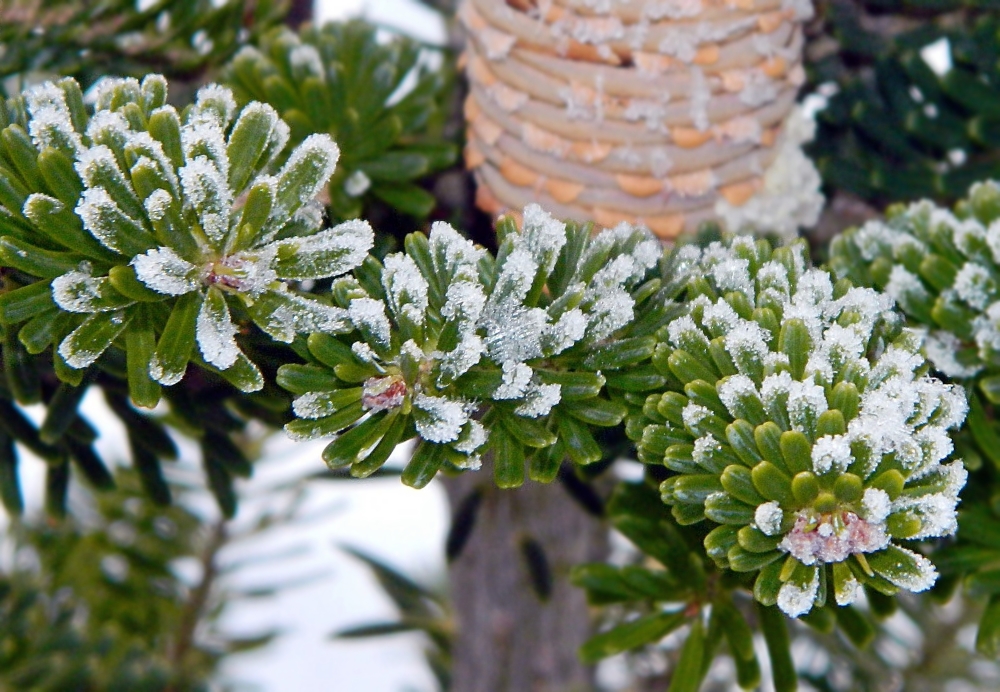 Image of Abies koreana specimen.