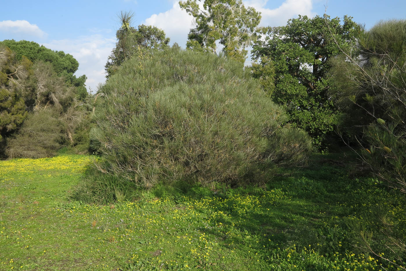 Изображение особи Hakea bucculenta.