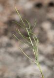 Youngia tenuifolia ssp. altaica