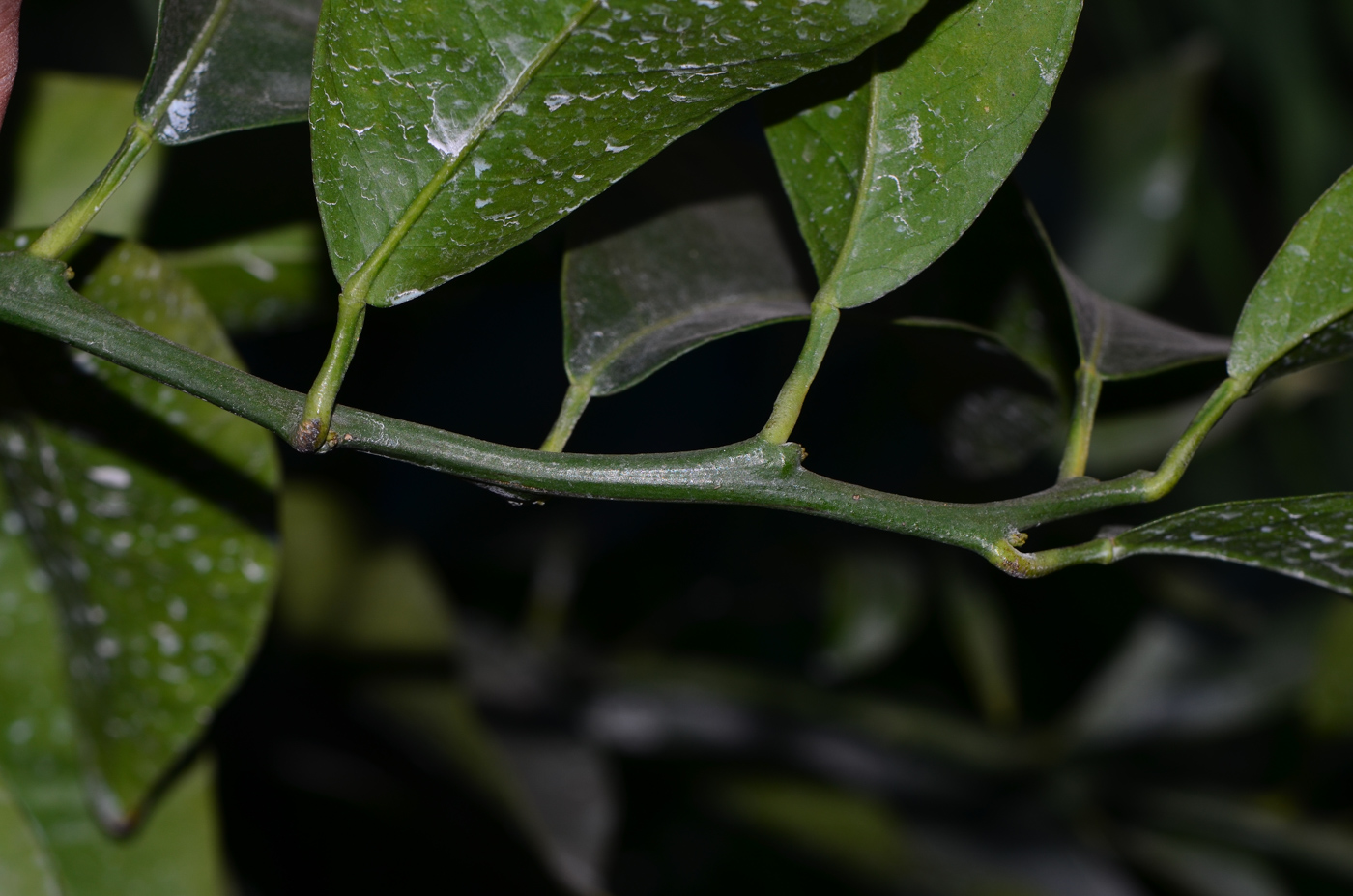 Image of Citrus reticulata specimen.