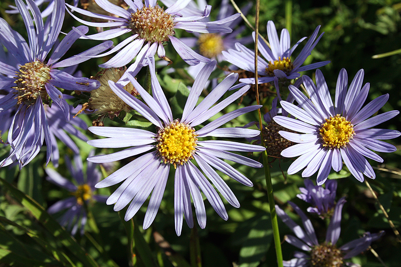 Изображение особи Aster amellus.