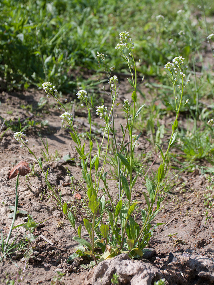 Image of Capsella bursa-pastoris specimen.